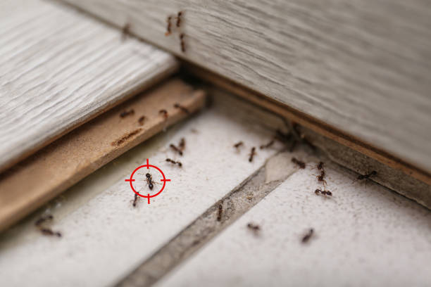 Best Pest Inspection Near Me  in Wildwood, FL