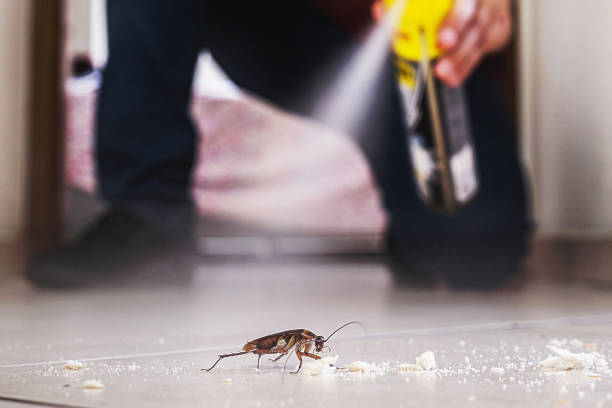 Best Local Pest Control Services  in Wildwood, FL